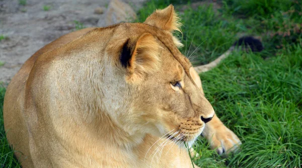 Close Shot Lioness — Foto de Stock