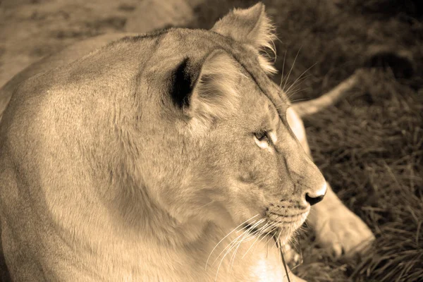 Close Shot Lioness — ストック写真