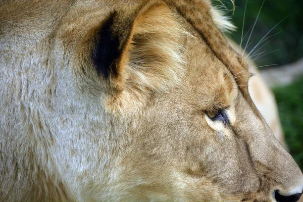 Close Shot Lioness — Stockfoto