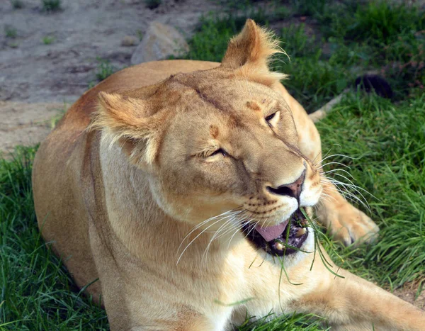 Close Shot Lioness — Fotografia de Stock