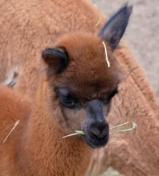 Close Shot Alpaca Zoo — Foto Stock