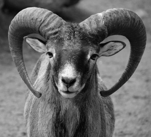 European Male Mouflon Westernmost Smallest Sub Species Mouflon Originally Found — Foto de Stock