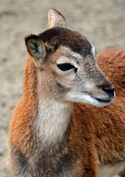Close Shot Small Deer Cub Zoo — Fotografia de Stock