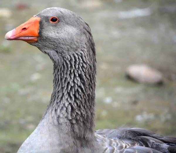 Close Shot Grey Goose Zoo — Stockfoto
