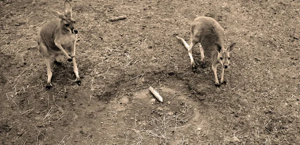 Close Shot Small Kangaroo Zoo — Foto Stock