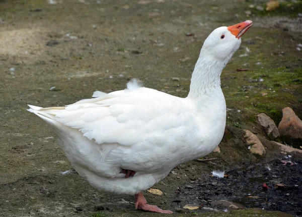 Close Shot White Goose Zoo — Fotografia de Stock