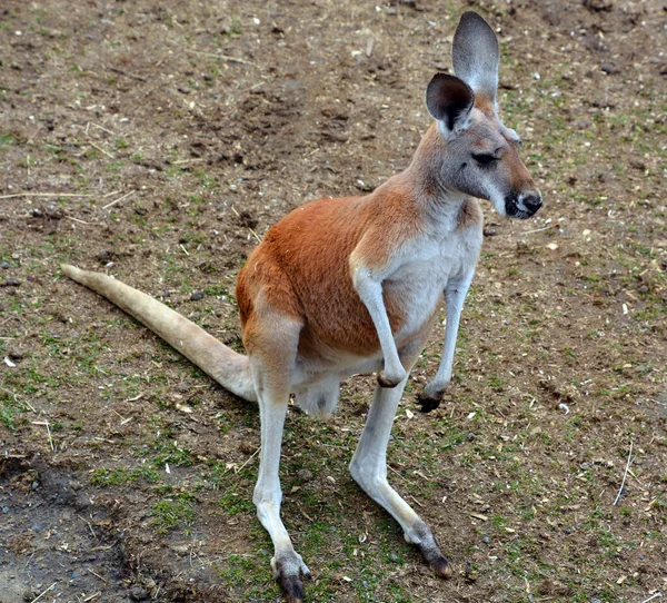 Close Shot Small Kangaroo Zoo — Stockfoto