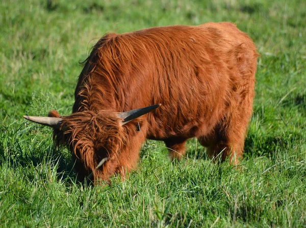 Toro Highland Sono Una Razza Scozzese Bovini Con Corna Lunghe — Foto Stock