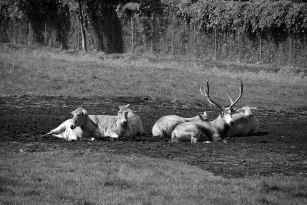 Group Young Deer Lying Ground — Stockfoto