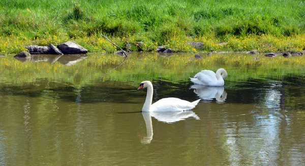 Beautiful Landscape Pond Swans — 스톡 사진