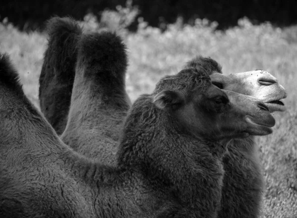 Крупним Планом Знімок Верблюдів Зоопарку — стокове фото