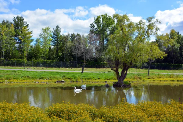 Beautiful Landscape Pond Swans — Zdjęcie stockowe