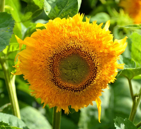 Belo Girassol Amarelo Jardim — Fotografia de Stock