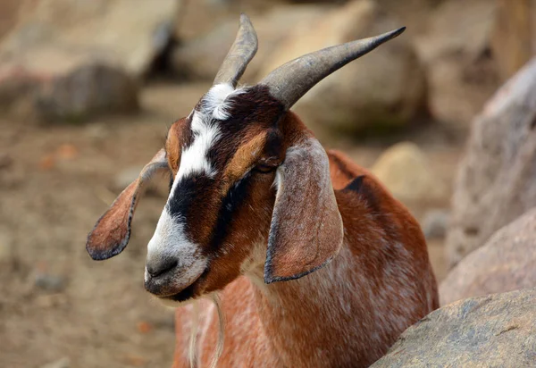 Gros Plan Une Chèvre Mignonne — Photo