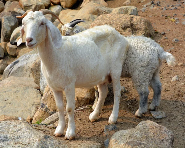 Couple Goats Rocks Zoo — Stock fotografie