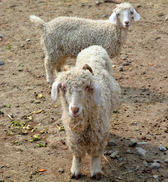 Portrait Sheep Zoo — Foto Stock