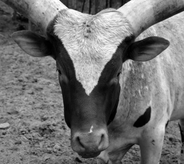 Close Shot Brown White Bull Farm Black White — Stock fotografie