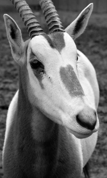 Closeup Shot Cute Goat Black White — Stok fotoğraf