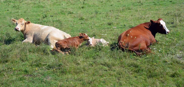 Cattle Cows Pasture Animals — ストック写真