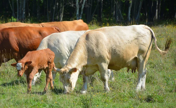 Cattle Cows Pasture Animals — Fotografia de Stock