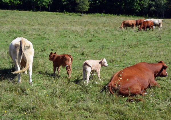 Cattle Cows Pasture Animals — Φωτογραφία Αρχείου