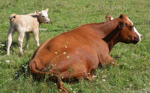 Cows Grazing Meadow — Stock Photo, Image