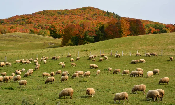 Sheep Graze Pasture Flock Sheep — Foto de Stock