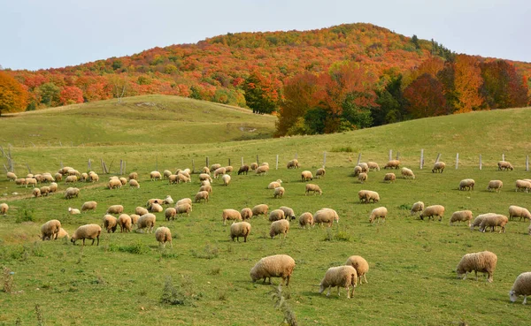 Sheep Graze Pasture Flock Sheep — Foto de Stock