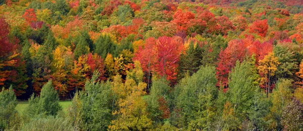 Beautiful Autumn Landscape Nature — стоковое фото