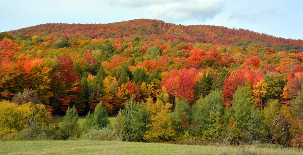 Scenic Autumn Landscape Forest — 스톡 사진