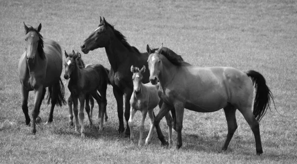 Uma Manada Cavalos Pastando Prado — Fotografia de Stock