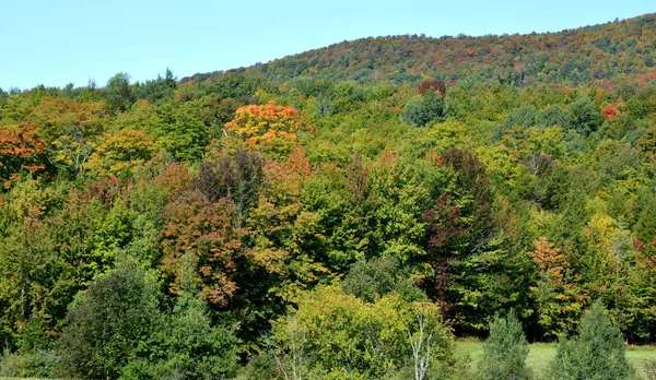 Beautiful Landscape Forest Autumn Day — Foto de Stock