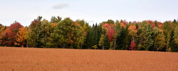 Beautiful Landscape Forest Autumn Day — Foto de Stock