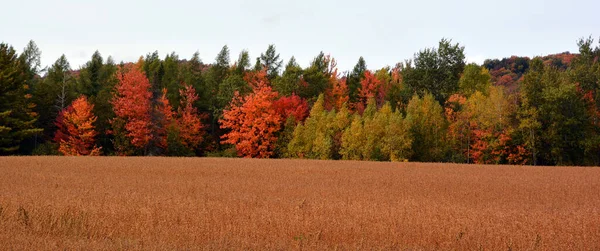 Beautiful Landscape Forest Autumn Day —  Fotos de Stock