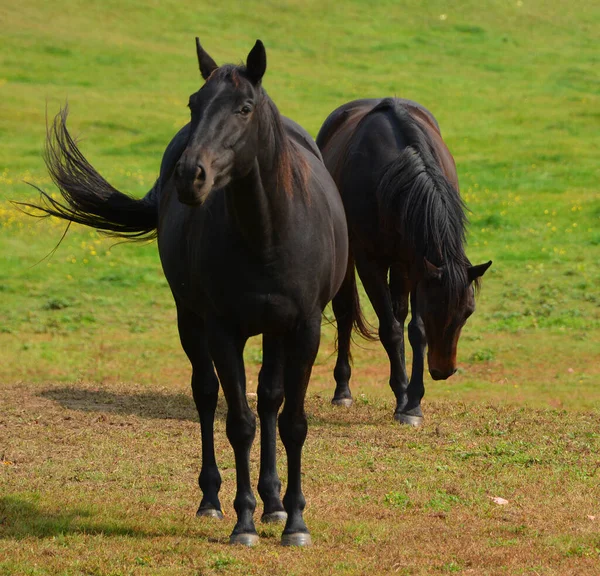 Herd Horses Meadow Nature — Stock Photo, Image