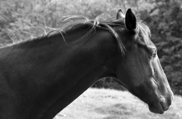 Cavallo Nel Prato — Foto Stock