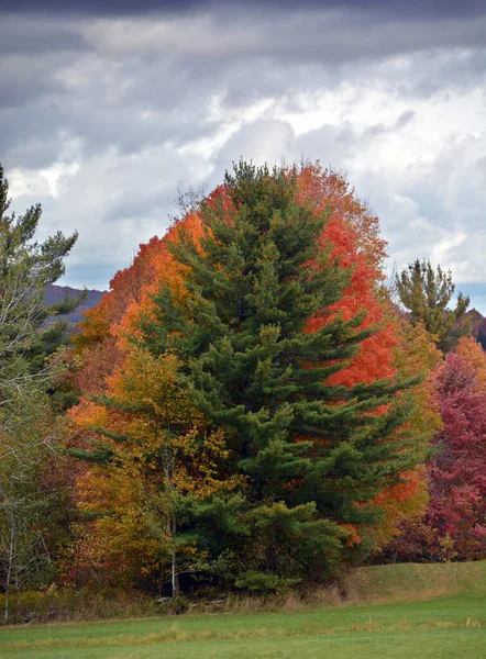 Scenic Autumn Landscape Forest — Fotografia de Stock