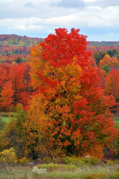 Beautiful Autumn Park Nature —  Fotos de Stock