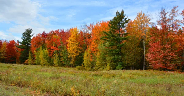 Beautiful Landscape Forest Autumn Day — стоковое фото