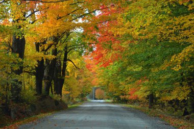 scenic  autumn  landscape with park 
