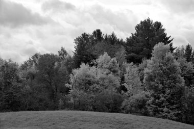 Güzel manzara, sonbahar günü orman.