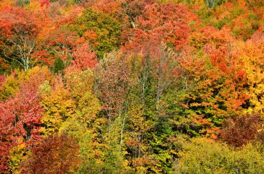 Ormanda güzel sonbahar ağaçları 