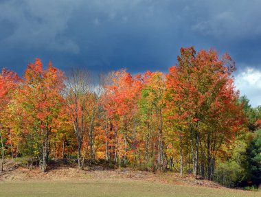 Ekim 'de güzel bir sonbahar manzarası 