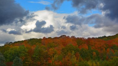 Parlak ağaçlı güzel sonbahar manzarası 