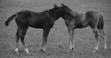 Genç atları arazide