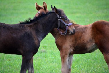 Genç atları arazide