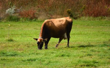  cow cattle in the meadow