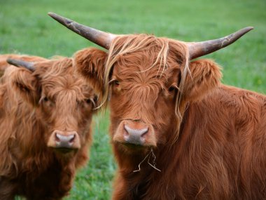 cows pasture, farm animals in countryside 