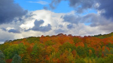 Güzel manzara, sonbahar günü orman.