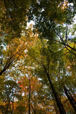 Güzel sonbahar parkı, doğa.